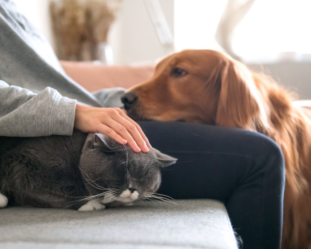 Geriatric Care for Pets, Kamloops