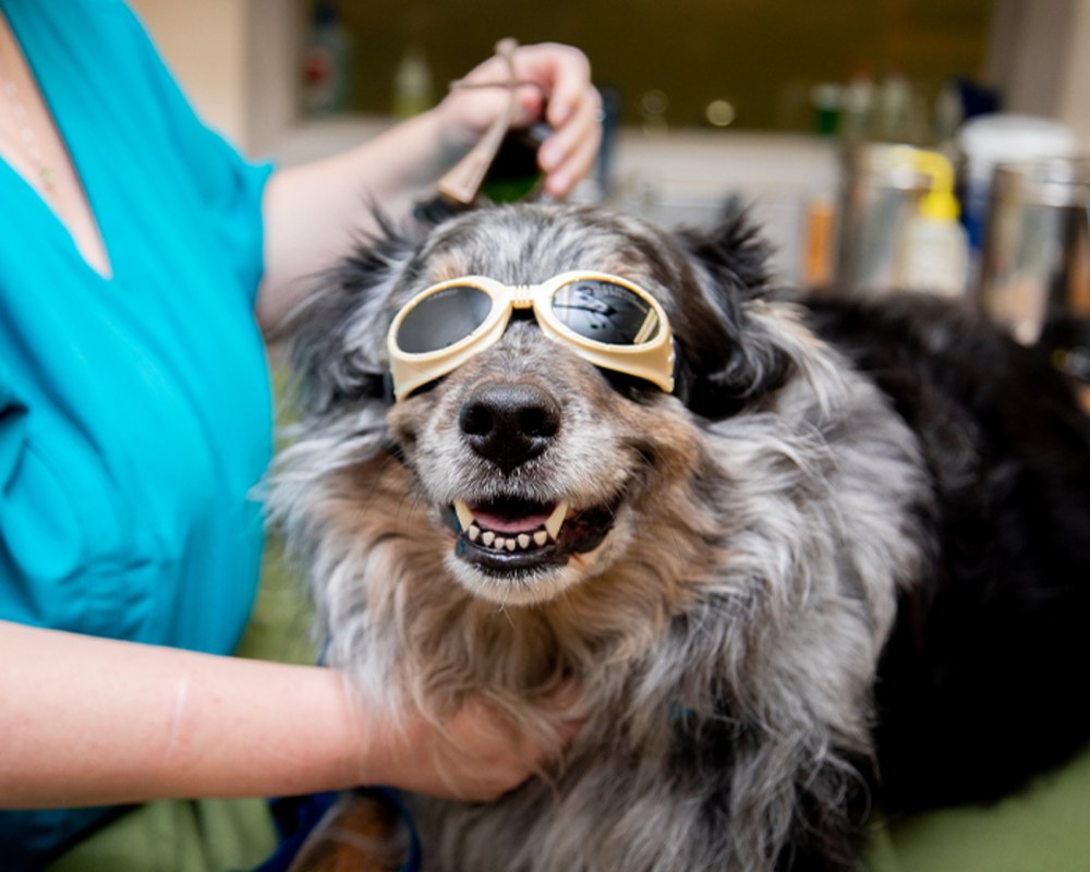 Cold Laser Therapy, Kamloops Veterinarians